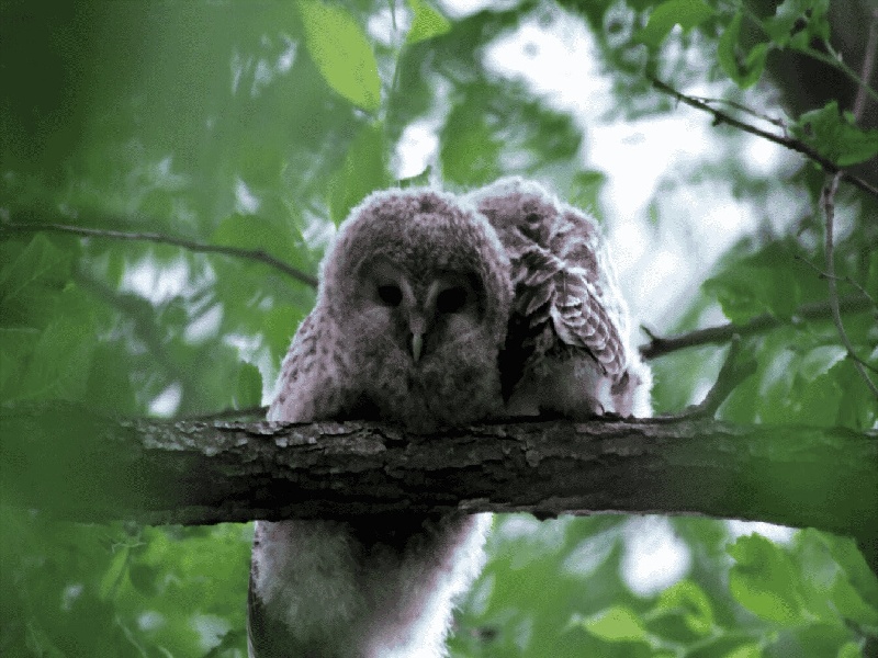 乳腺增生试管失败,供卵试管交流